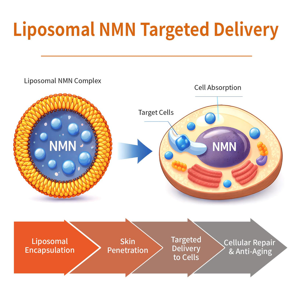 Age Smarter. Glow Longer. Fresh-Activated Liposomal NMN Serum