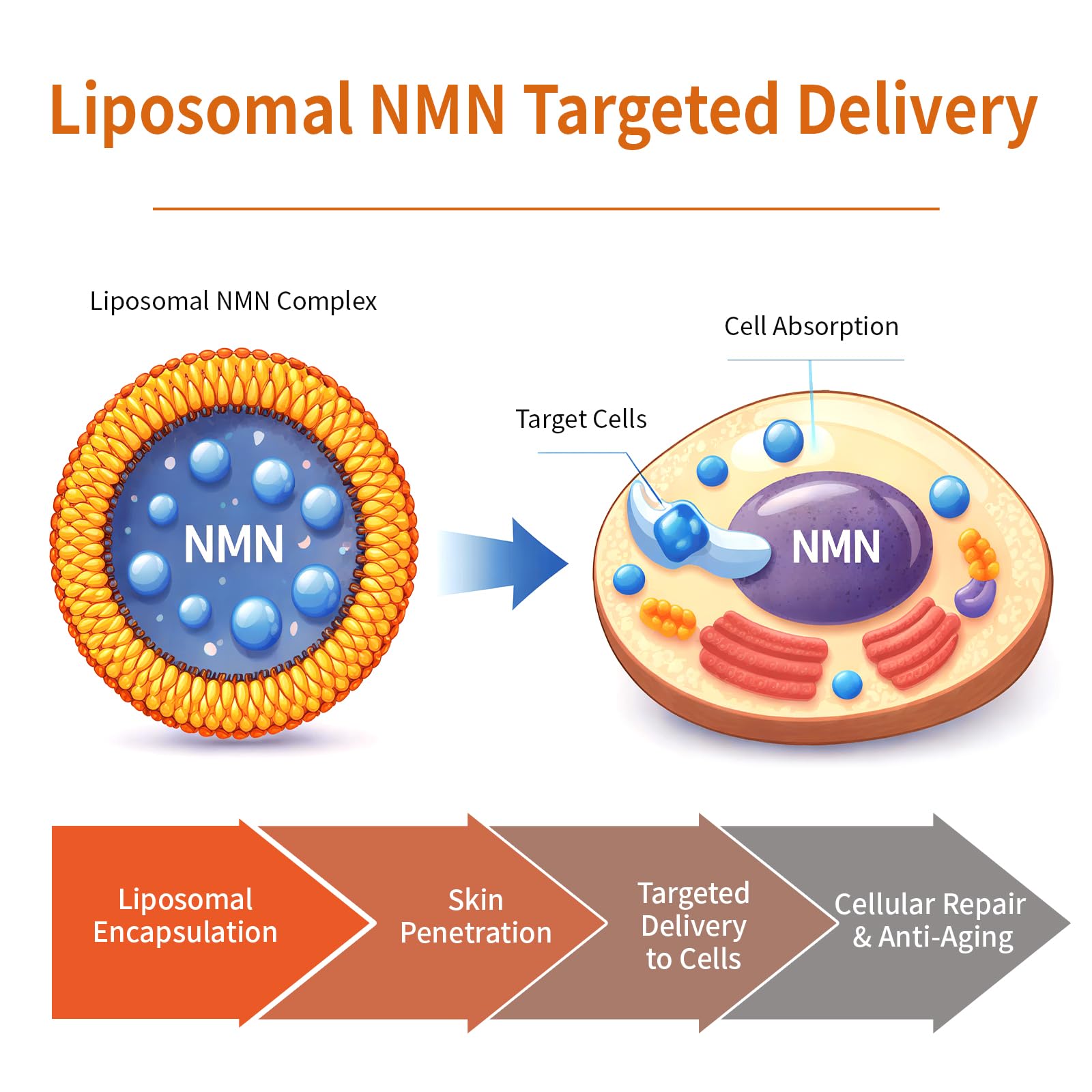 Age Smarter. Glow Longer. Fresh-Activated Liposomal NMN Serum