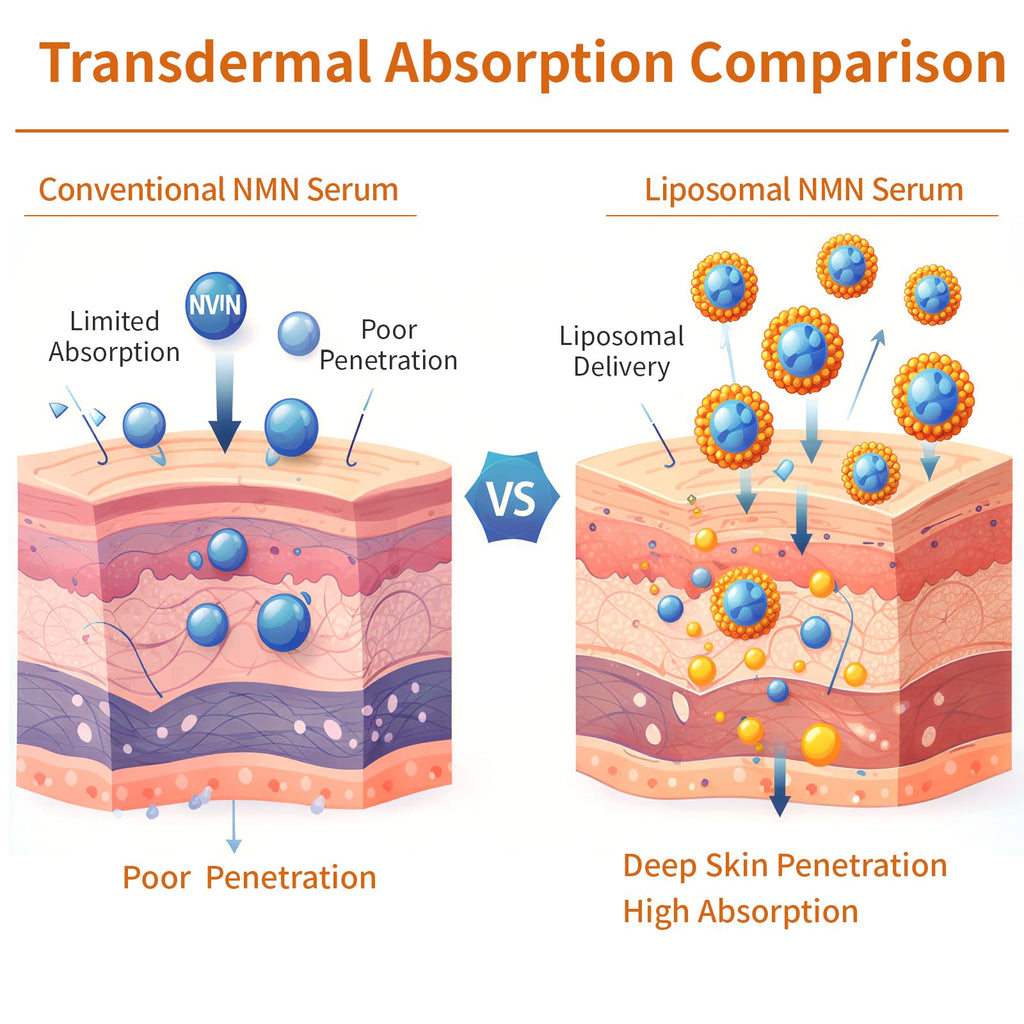 Age Smarter. Glow Longer. Fresh-Activated Liposomal NMN Serum
